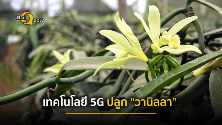 นำร่อง เทคโนโลยี 5G จาก NT ปลูก “วานิลลา” ยกระดับ “ดอยผาหมี” สู่เกษตรดิจิทัล