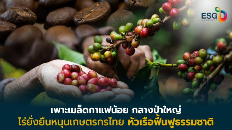 เนสกาแฟ เติมความรู้ชาวสวนกาแฟ ทำเกษตรเชิงฟื้นฟู คืนความสมบูรณ์สู่ธรรมชาติ 