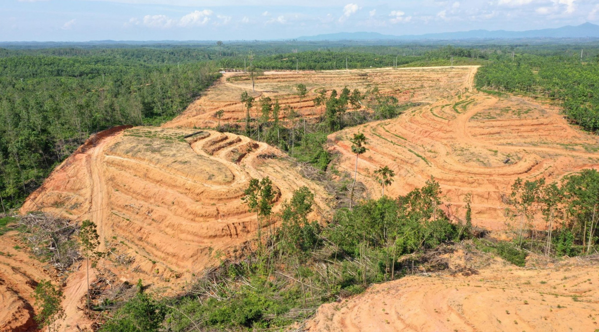 ไทยสนมั๊ย! Flash Forest ปลูกต้นไม้ด้วยโดรน เร็วกว่าคน 10 เท่า ตั้งเป้า ...