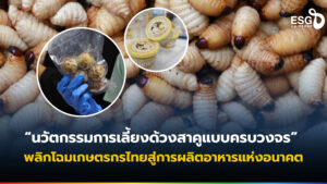 ด้วงสาคู