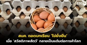 ไข่ไก่