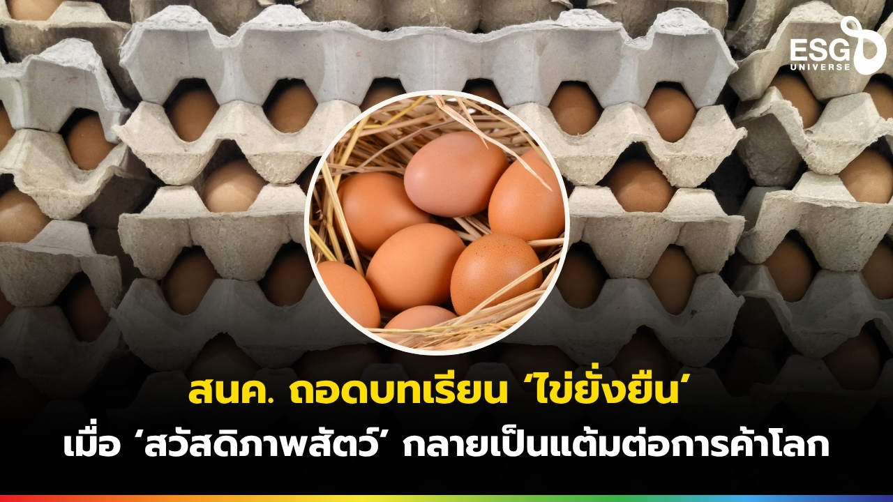 ไข่ไก่