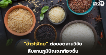 ข้าวไร่ไทย