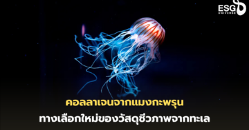 คอลลาเจนจากแมงกะพรุน