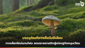 บรรจุภัณฑ์จากเห็ดไมซีเลียม
