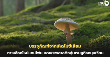 บรรจุภัณฑ์จากเห็ดไมซีเลียม