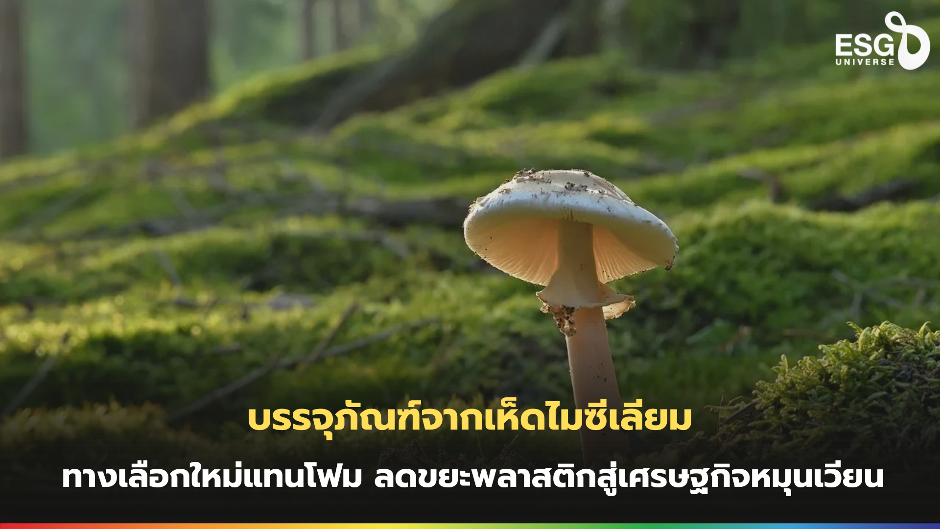 บรรจุภัณฑ์จากเห็ดไมซีเลียม