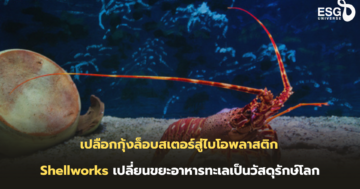 เปลือกกุ้งล็อบสเตอร์สู่ไบโอพลาสติก