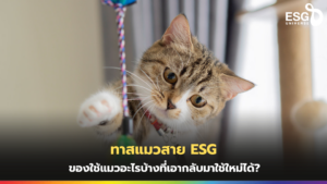 ทาสแมว