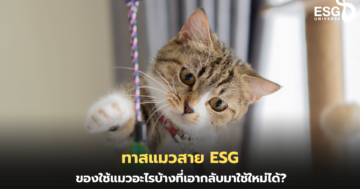 ทาสแมว