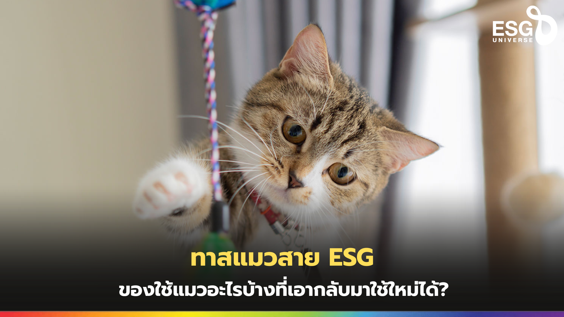 ทาสแมว