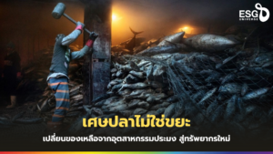 ปลาประมง