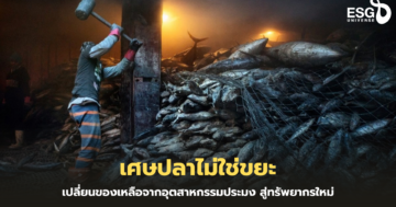 ปลาประมง