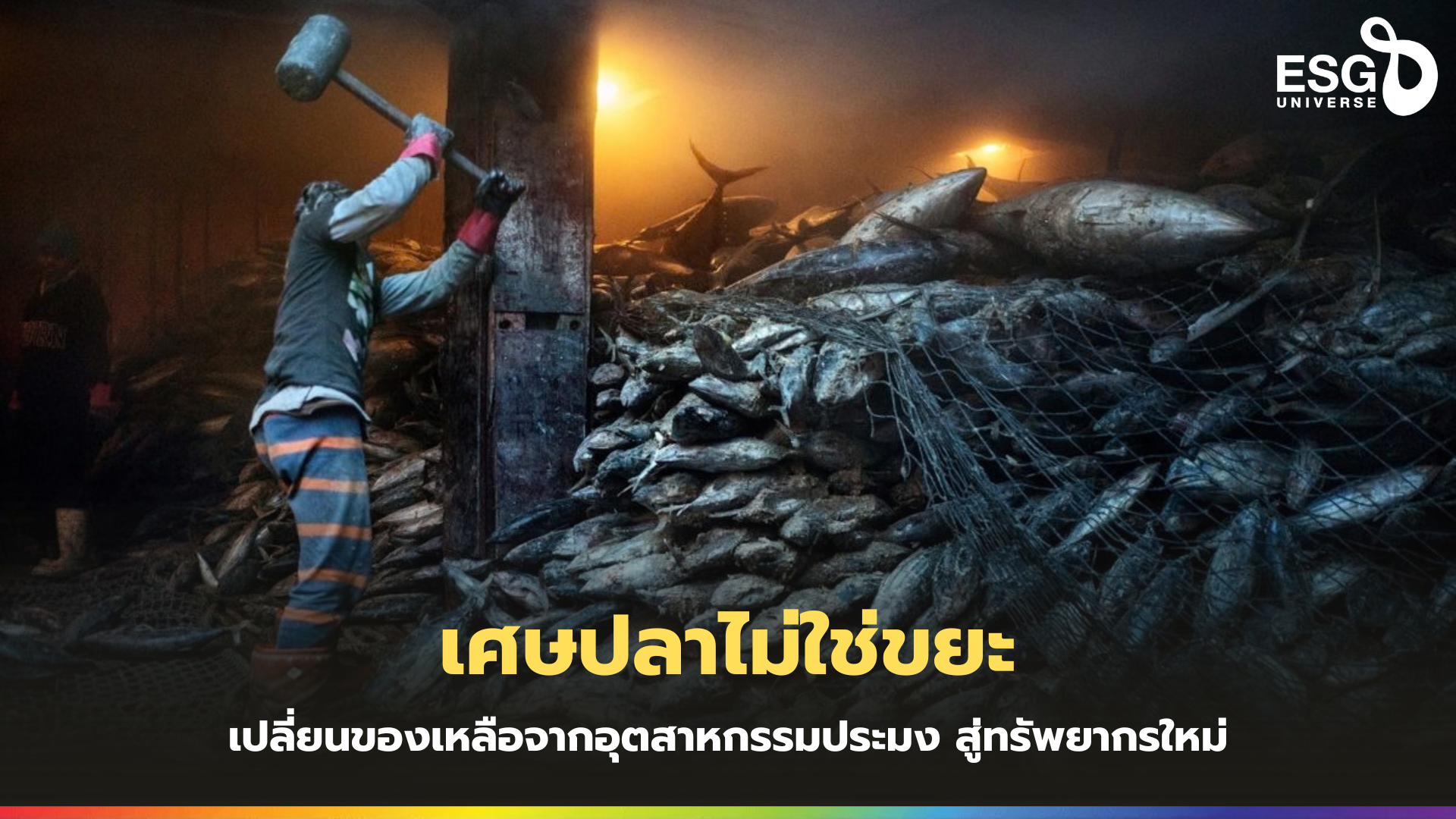 ปลาประมง
